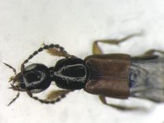 Philonthus rufulus