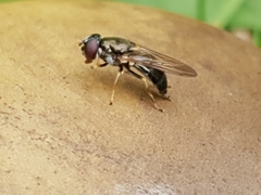 Eucartosyrphus