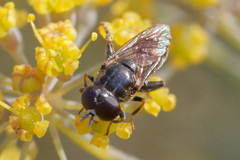 Eumerus