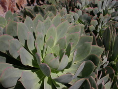 Aeonium percarneum