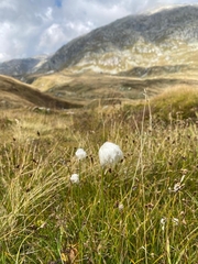 Eriophorum scheuchzeri