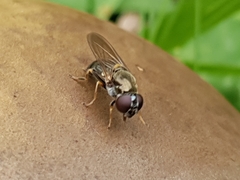 Eucartosyrphus