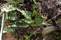 Pleopeltis pycnocarpa