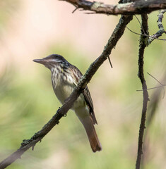 Myiodynastes luteiventris