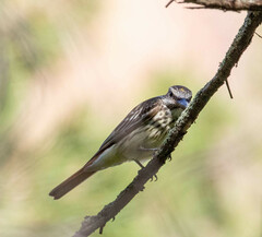 Myiodynastes luteiventris