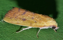 Earias luteolaria