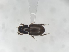 Blackburneus stercorosus
