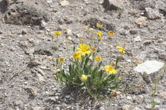 Tetraneuris argentea