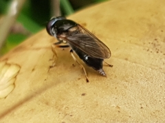 Eucartosyrphus