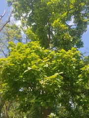 Catalpa speciosa