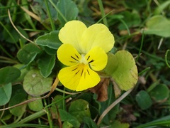 Viola tricolor curtisii