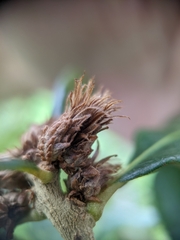 Andricus quercusfoliatus