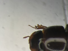 Blackburneus stercorosus