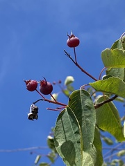 Amelanchier