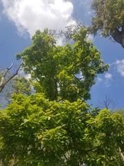 Catalpa speciosa