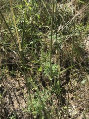 Sporobolus cryptandrus