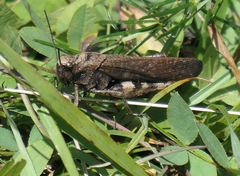 Psophus stridulus