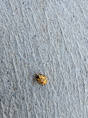 Hippodamia tredecimpunctata