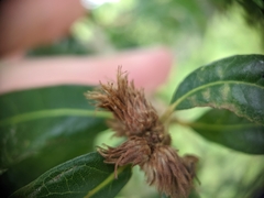 Andricus quercusfoliatus