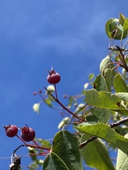 Amelanchier
