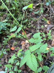 Rubus argutus