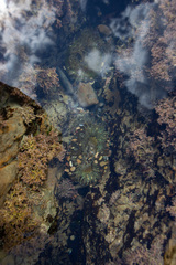 Anthopleura
