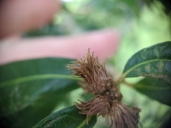 Andricus quercusfoliatus