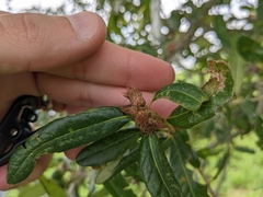 Andricus quercusfoliatus