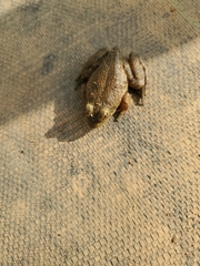 Anura