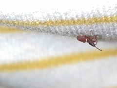 Oxycarenus lavaterae