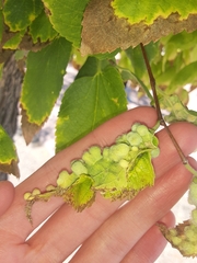 Pachypsylla