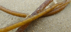 Chorda filum