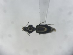 Dyschirius dejeanii