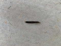 Coleoptera