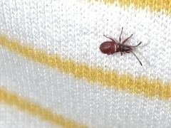 Oxycarenus lavaterae