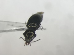 Dyschirius dejeanii