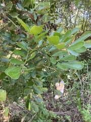 Dermatophyllum secundiflorum