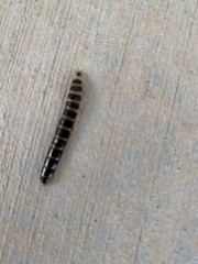 Coleoptera