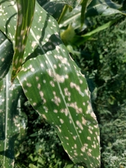 Septoria