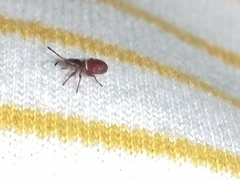 Oxycarenus lavaterae