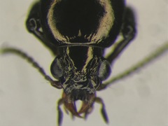 Dyschirius dejeanii