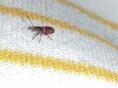 Oxycarenus lavaterae