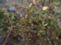 Cerastium glomeratum