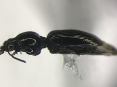 Dyschirius dejeanii