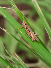 Melanoplus pictus