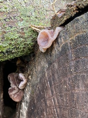 Auricularia polytricha
