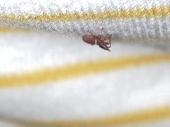 Oxycarenus lavaterae