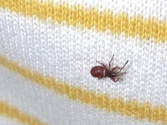 Oxycarenus lavaterae