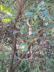 Dermatophyllum secundiflorum