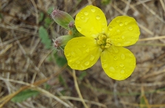 Diplotaxis tenuifolia